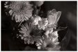 flowers_1.jpg