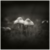 mushrooms.jpg