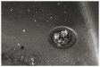 fly_sink.jpg