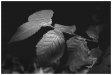 leaf detail