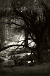 Stream - O'Halloran Hill