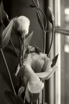 Flower Study