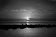 Pelicans, Sunset