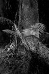 fern and tree