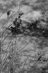 dune grass