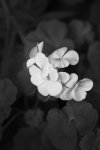 flowers, cherry creek - Victoria