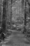 path, otway forrest