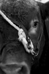 bull, royal adelaide show - 2006
