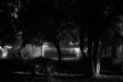 bench, rymill park