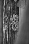 lichen