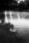 rymill park, study #3 - adelaide, 2006