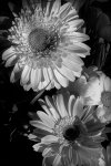flower study #2