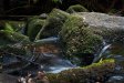 Mt. Field National Park - Tasmania, 2007