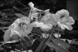Spring Blossom - Pt. Noarlunga, South Australia - 2007