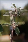 Bokeh Sample #2