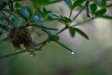 Raindrop and Leaf - Gordon River, Tasmania - 2008